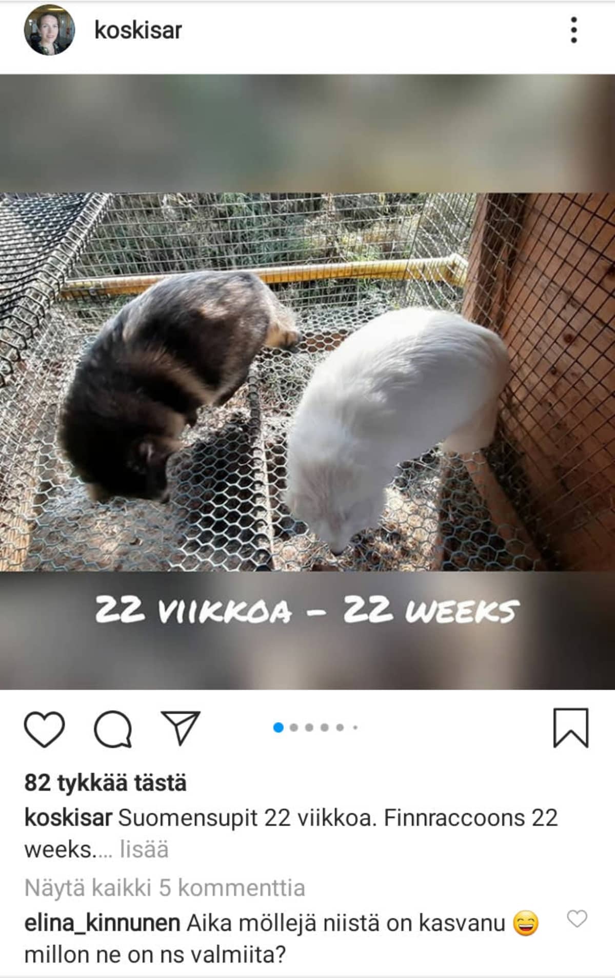 Sari Koskisen intagrampostaus supin pennuista.