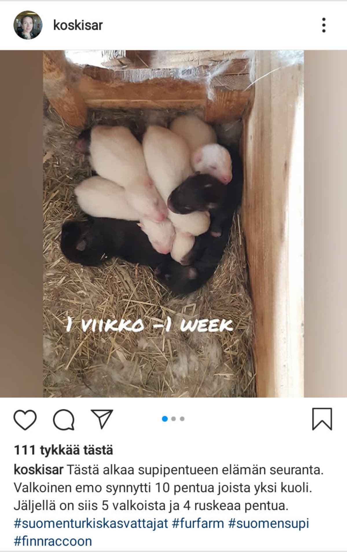 Sari Koskisen intagrampostaus supin pennuista.