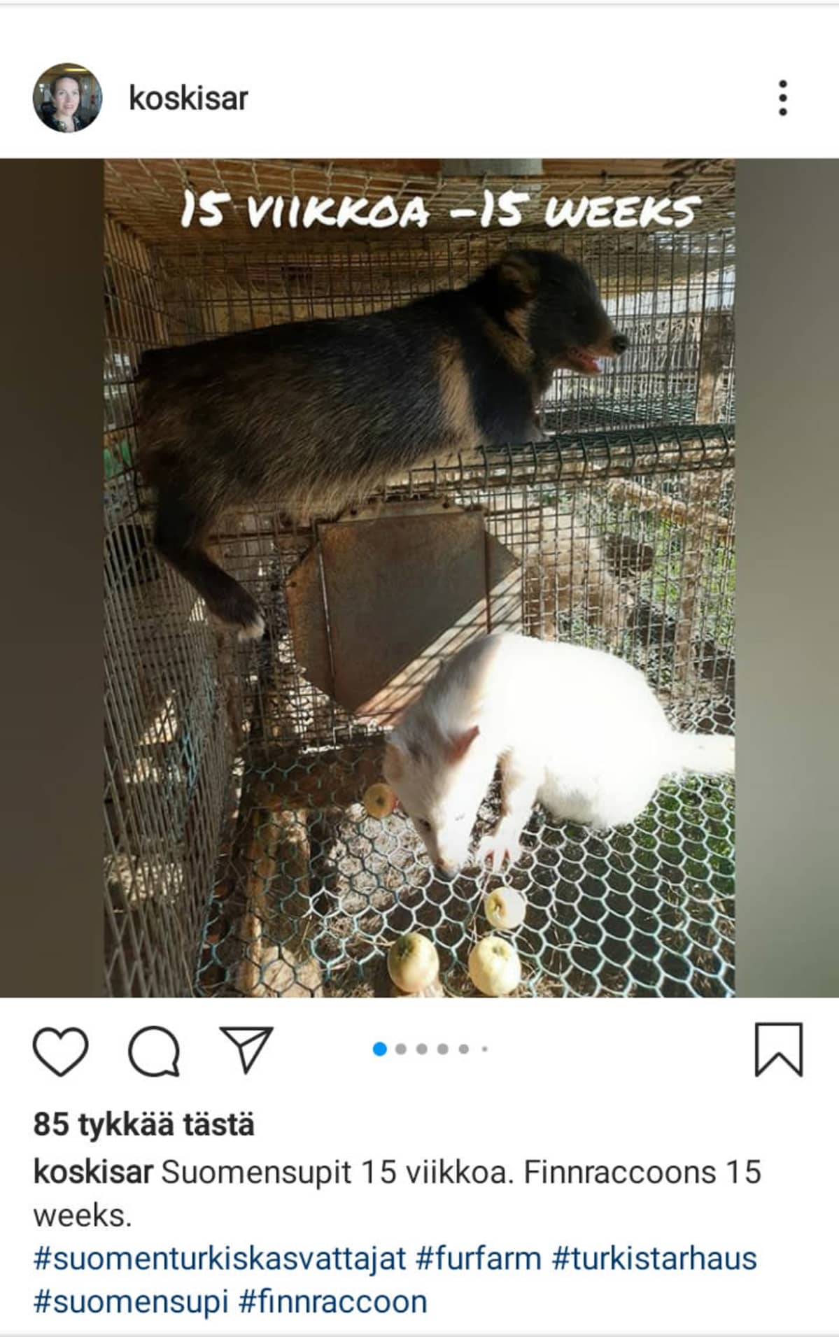 Sari Koskisen intagrampostaus supin pennuista.
