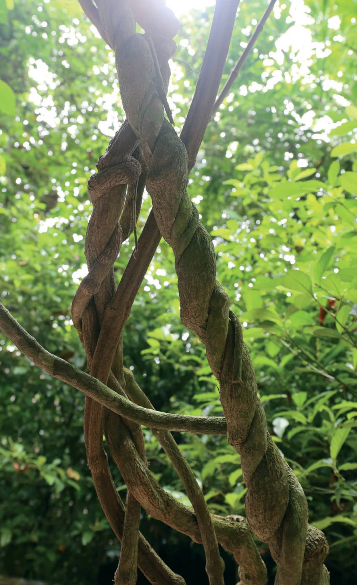Banisteriopsis caapi, liaani, ayahuasca