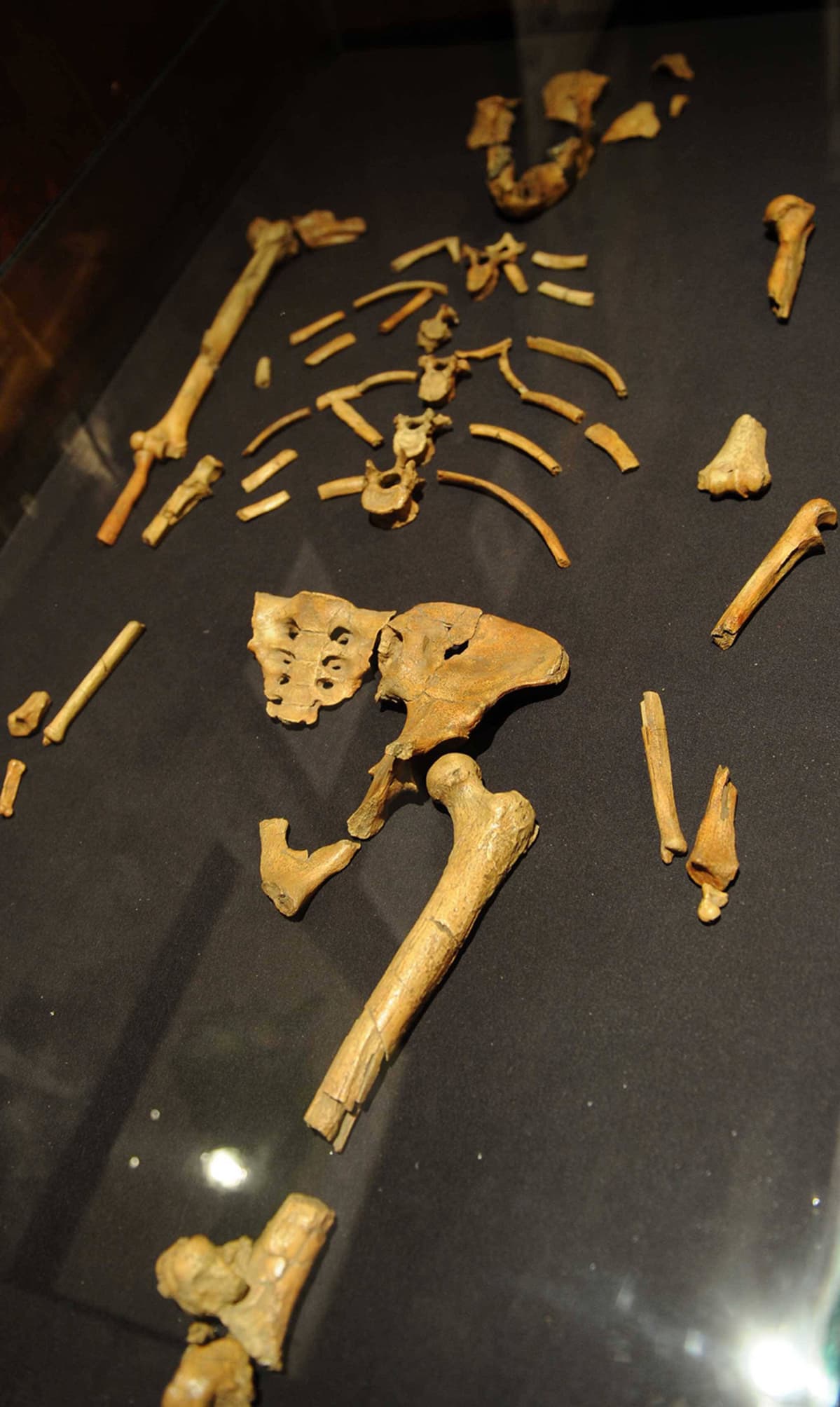 Lucyn luurangon jäljennös museossa Addis Abebassa, Etiopiassa 8.huthikuuta 2009.