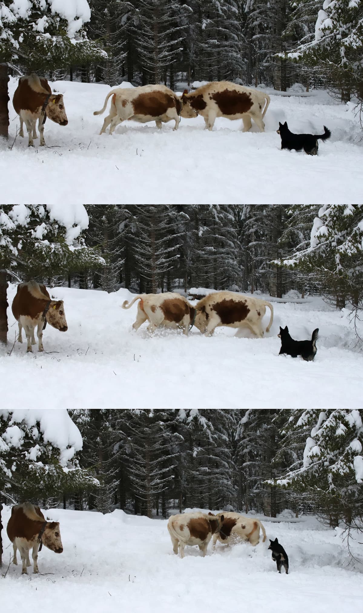 Kuvapinossa kyytöt puskevat toisiaan, paimenkoira seuraa terävänä sivussa.