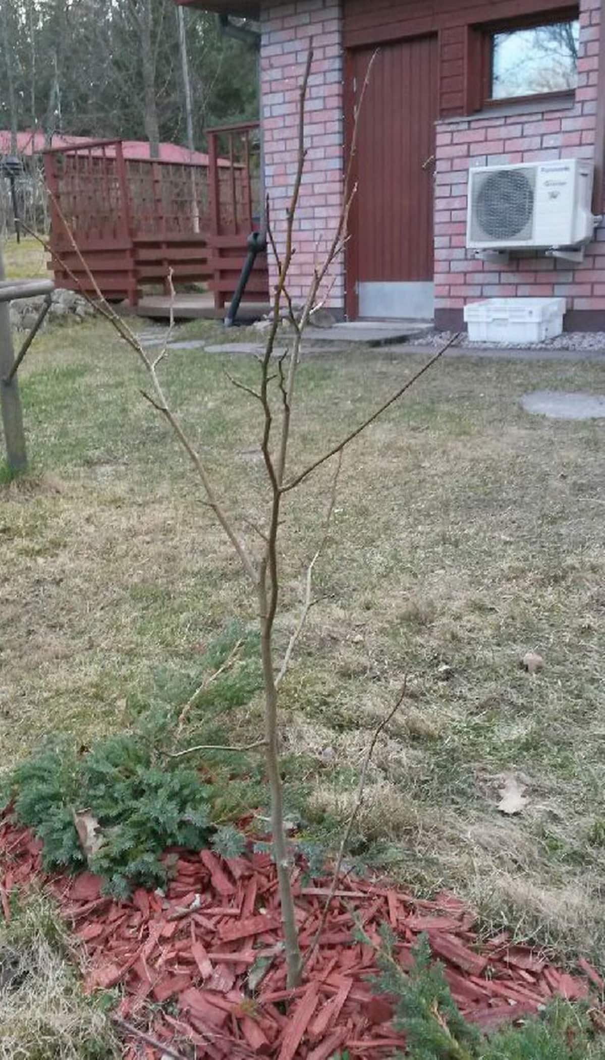 magnolia ei kuki Hattulassa