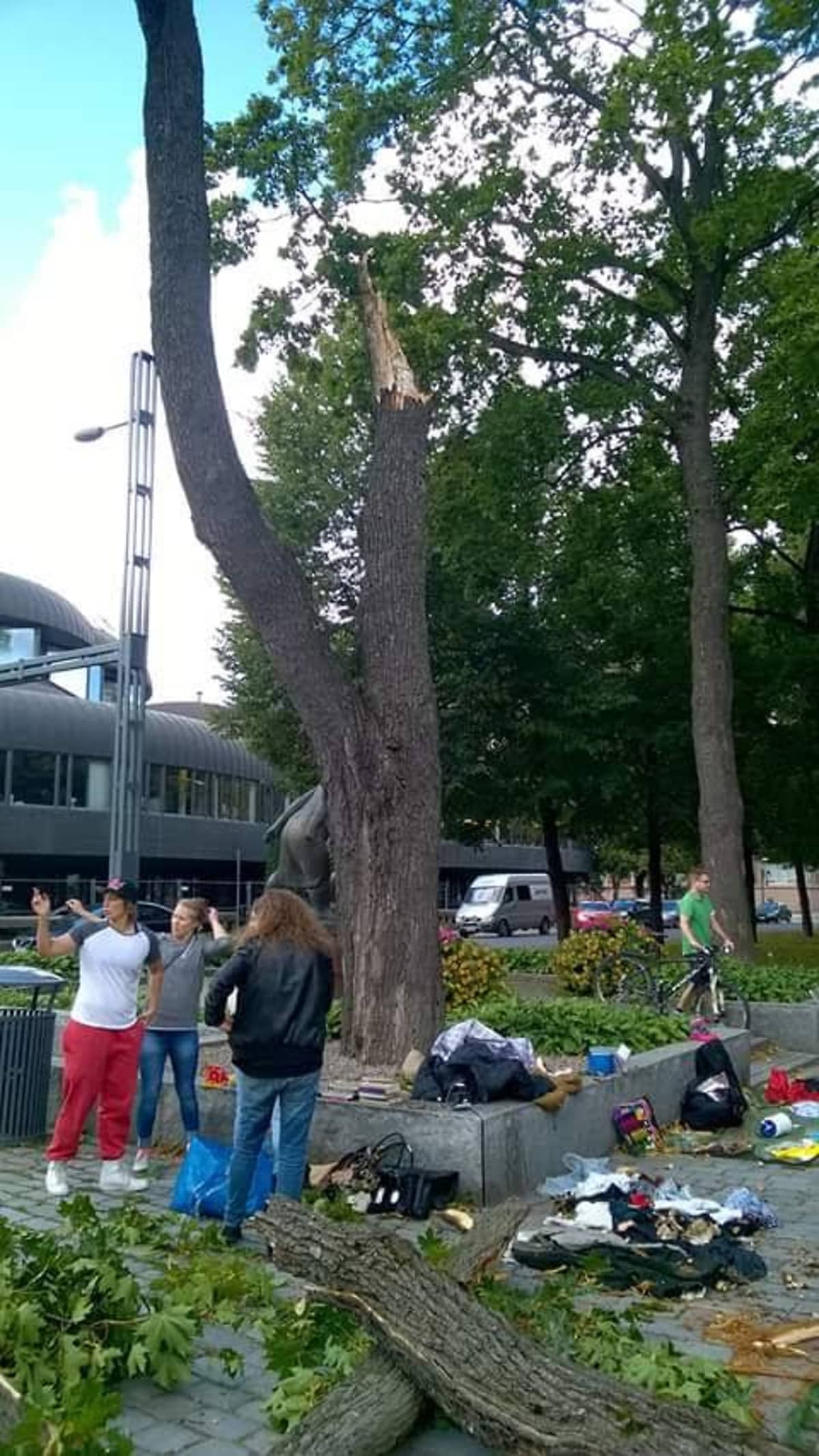 Katkennut vaahtera.