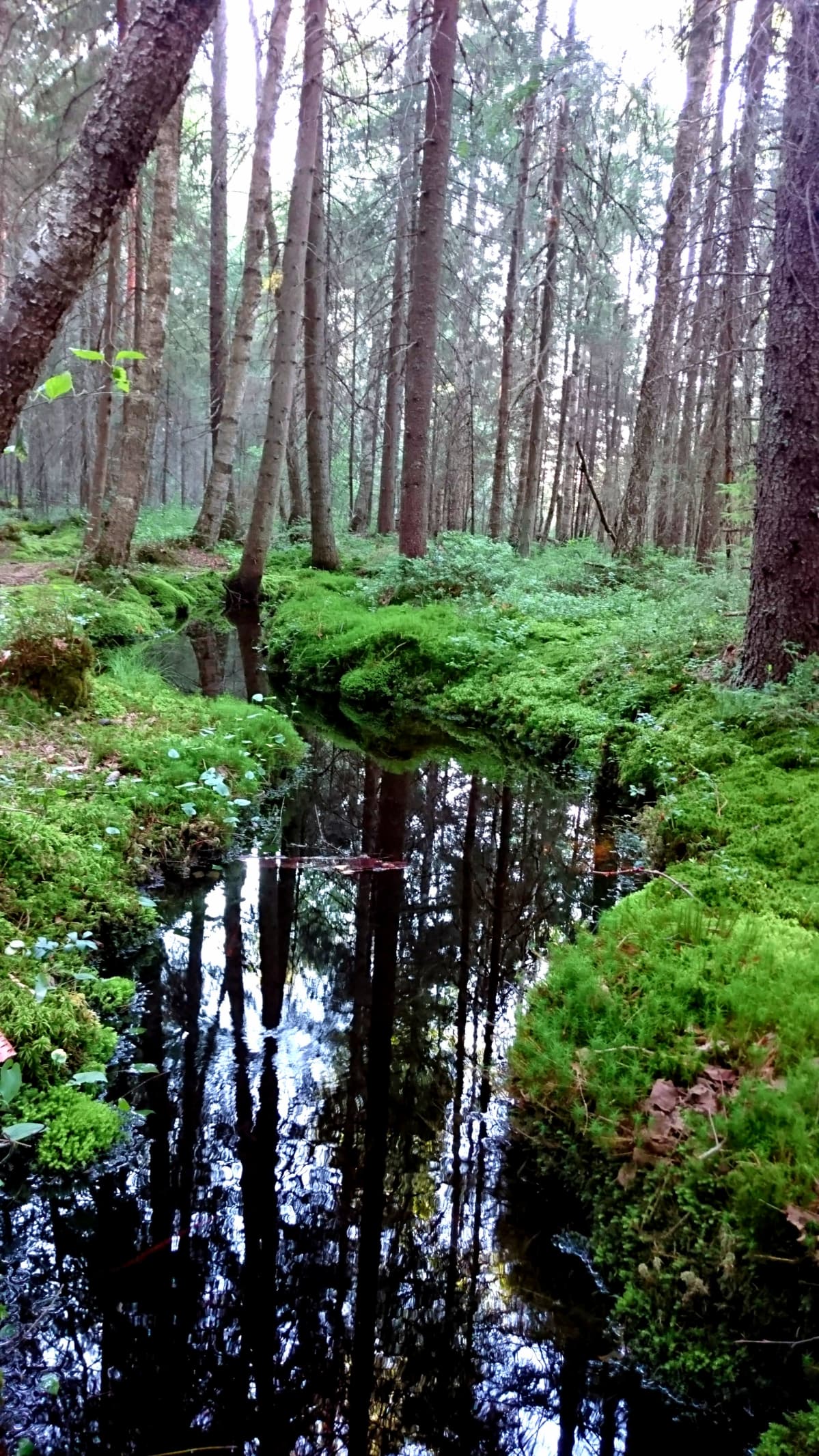 Pieni puro metsän siimeksessä Teijon kansallispuistossa Salossa.