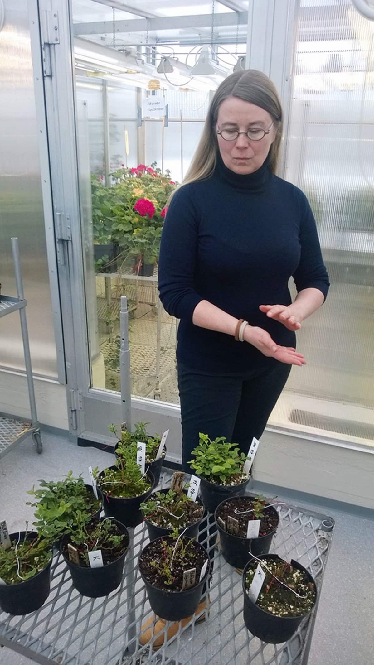 Biologi Laura Jaakola tutkii luonnonmarjoja Tromssassa.