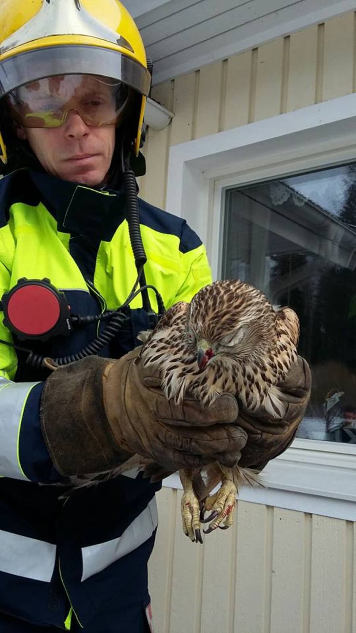 Palomies Ivan Luck ja omakotitalon ikkunaan törmännyt kanahaukka.