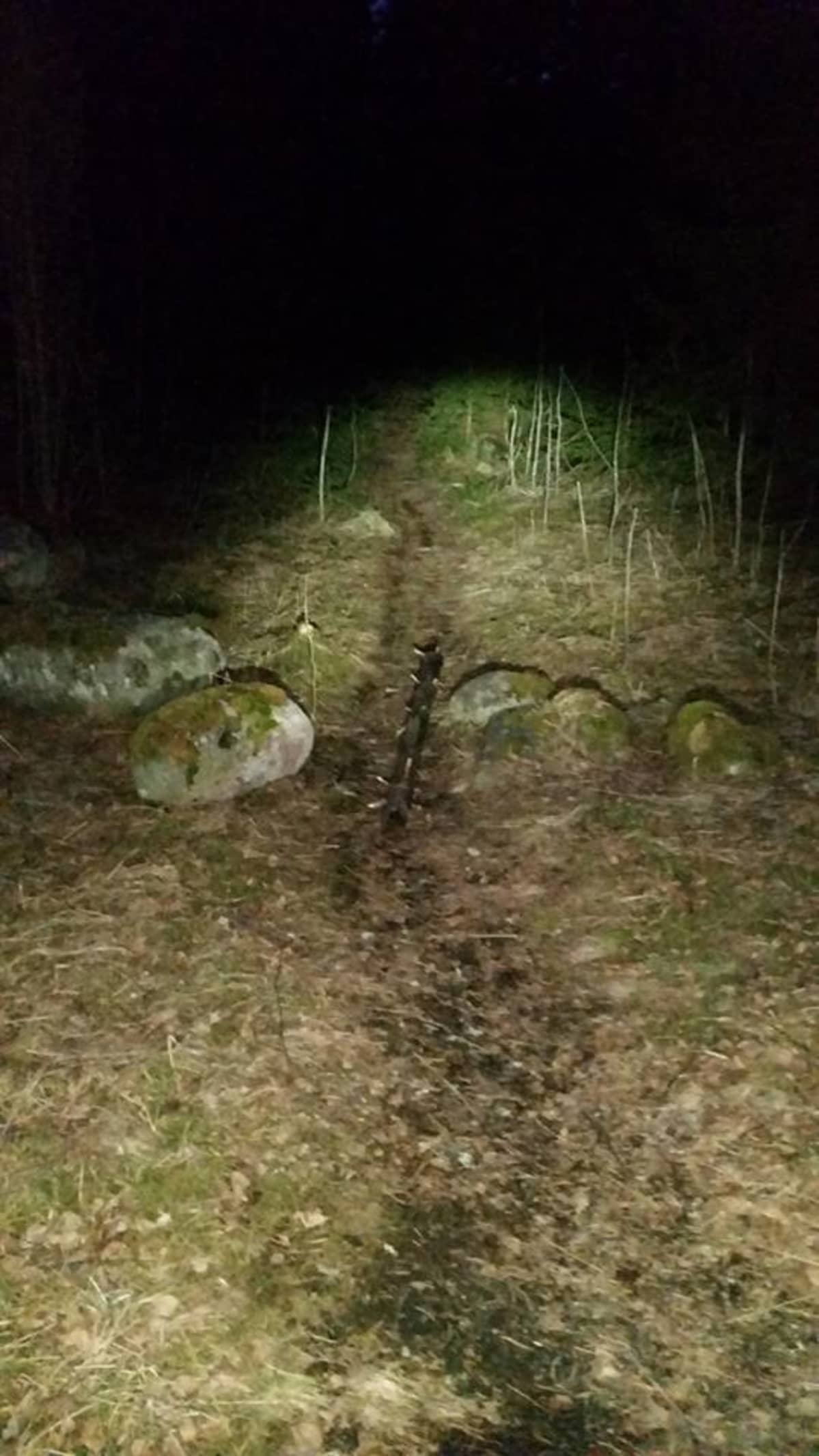 Puunranka pimeässä metsässä.