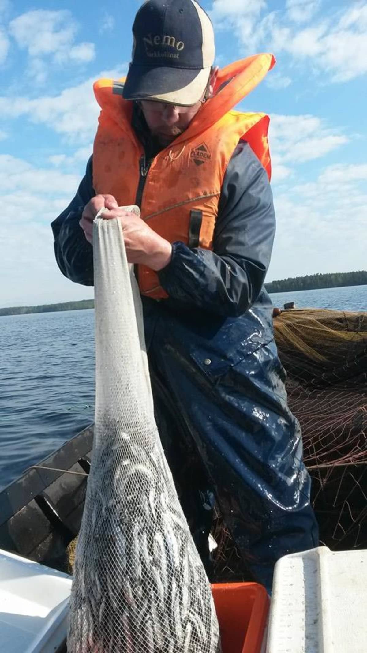 Suomen sisävesiammattikalastajien puheenjohtaja Juha Piilola nostaa muikkua.