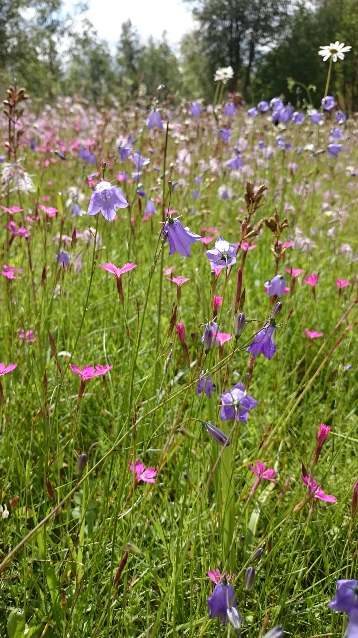 Niittykukkia auringossa.