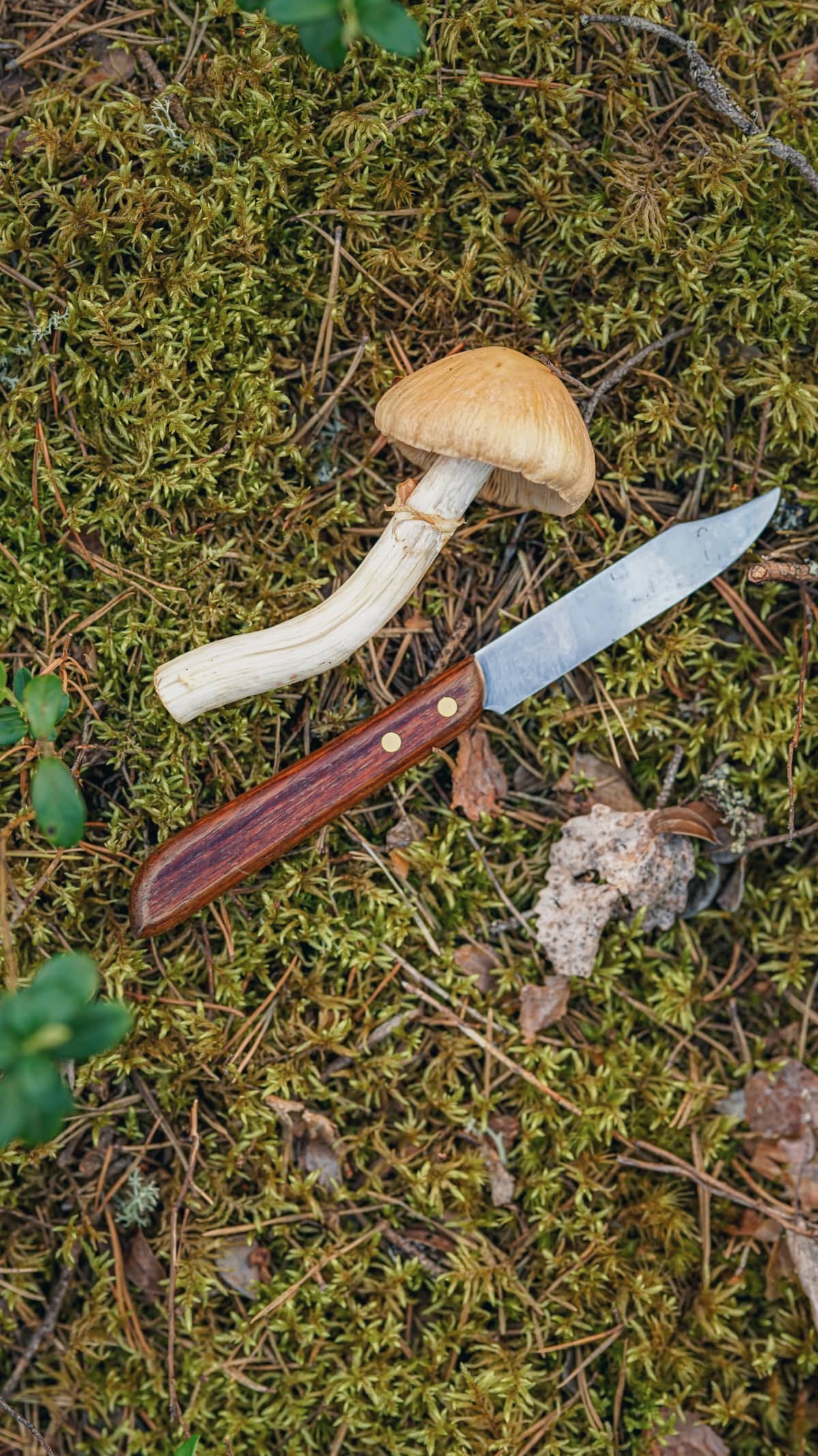 Sieni ja sieniveitsi metsässä.