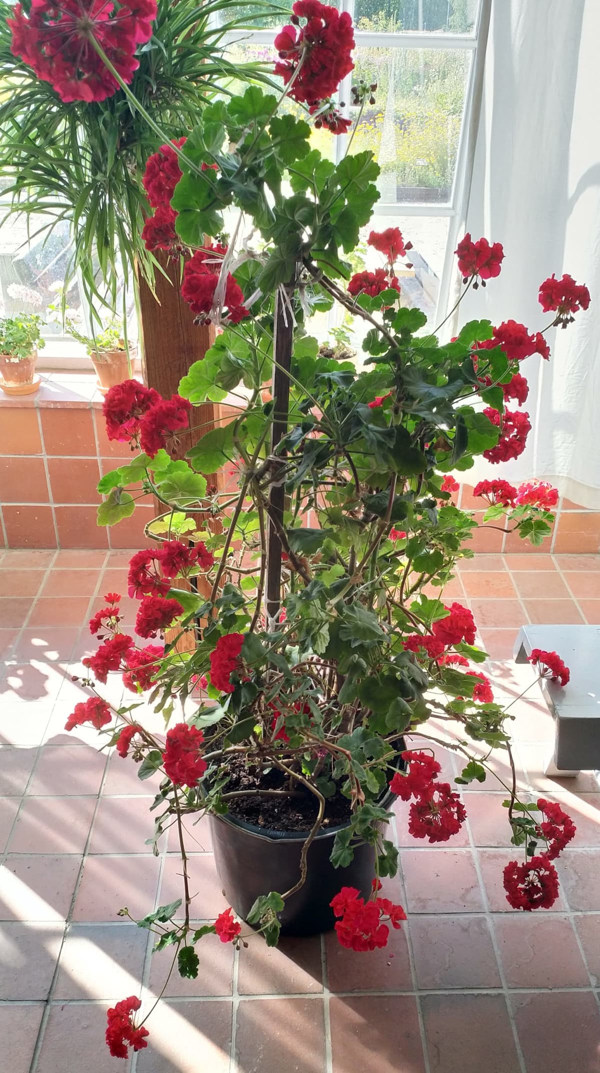 Kuvassa punakukkainen pelargoni Aspegrenin talvipuutarhassa