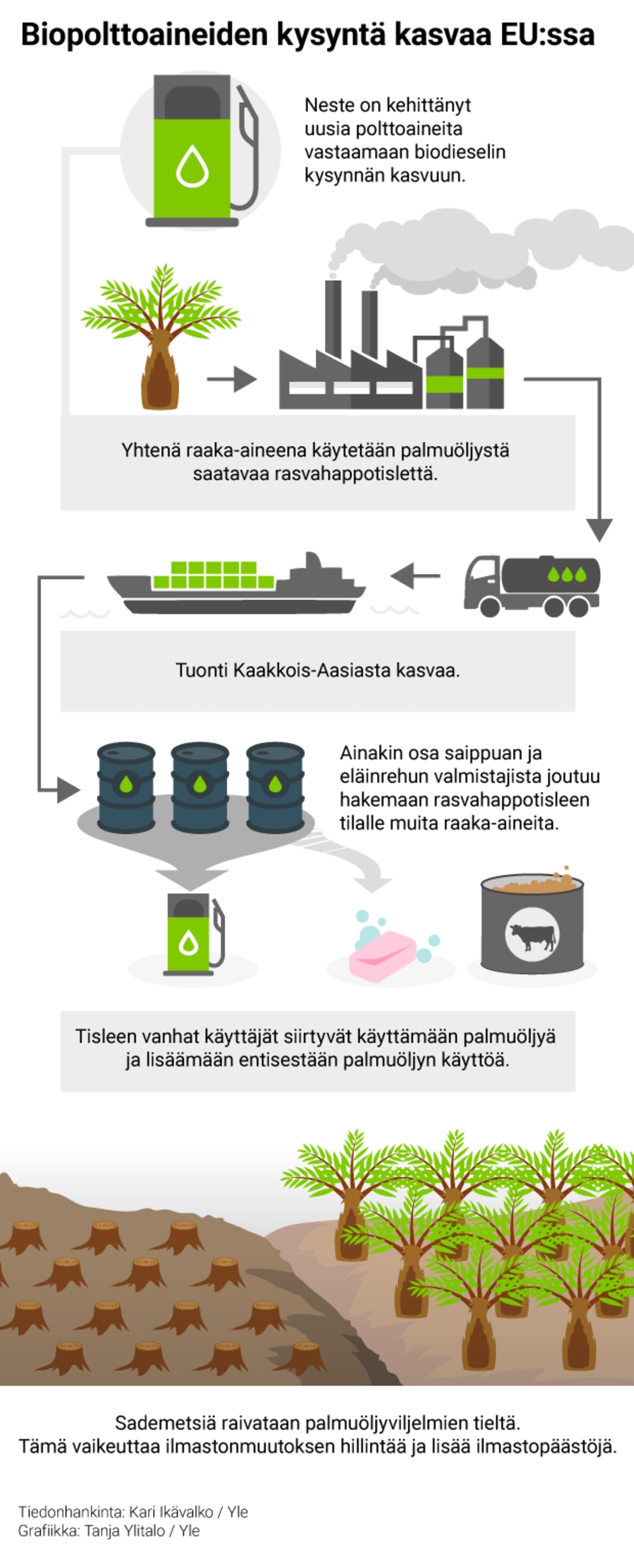 Biopolttoaineiden kysyntä kasvaa EU:ssa - grafiikka
1. Neste on kehittänyt uusia polttoaineita vastaamaan biodieselin kysynnnän kasvuun
2.Yhtenä raaka-aineena Neste käytää palmuöljy saatavaa rasvahappotislettä
3. Tuonti kaakkois-aasiasta kasvaa
4. Tisleen kysyntä pakottaa ainakin osaa vanhoista käyttäjistä hakemaan korvaavia raaka-aineita
5.Tisleen vanhat käyttäjät siirtyvät käyttämään palmuöljyä ja lisäämään entisestään palmuöljyn käyttöä
6. Sademetsiä raivataan palmuöljy viljelmien tieltä
7. Sadementsien raivaaminen vaikeuttaa ilmastonmuutoksen hillintää ja lisää ilmastopäästöjä