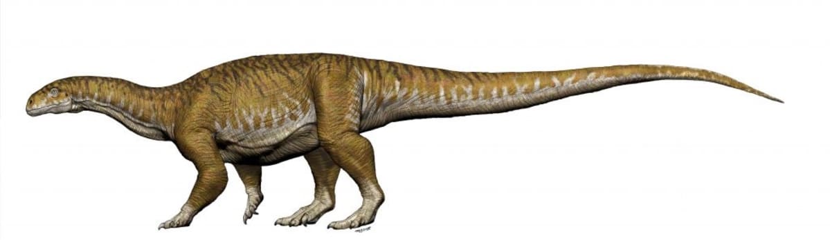 Piirroskuva neljällä jalalla kävelevästä pitkähäntäisestä ja melko pitkäkaulaisesta dinosauruksesta.