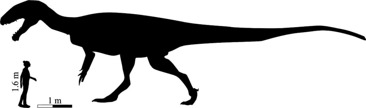 Silhuettikuva ihmisestä ja dinosauruksesta. 1,60 sentin mittainen ihminen on noin dinosauruksen jalan korkuinen.