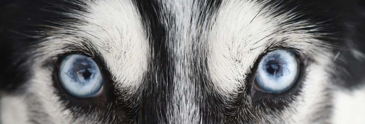 Siperianhuskyn silmät.