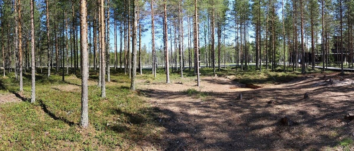 Aukio harvassa mäntymetsässä.