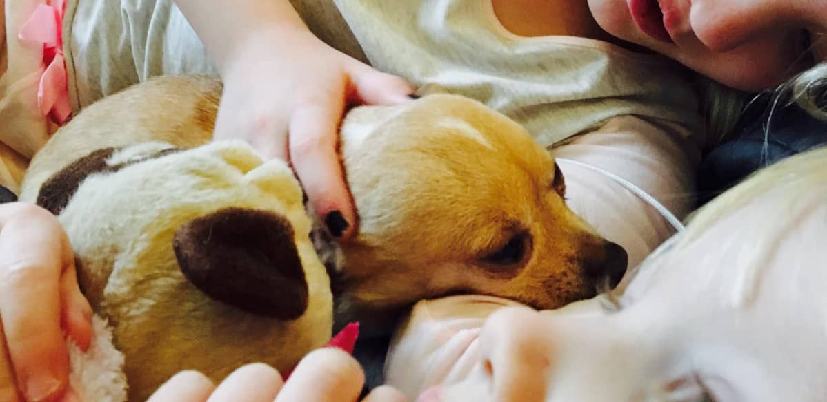 Chihuahua Topi