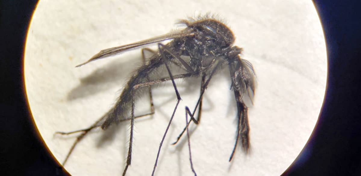 Mikroskooppikuva aikuisesta Ochlerotatus nigripes -hyttysestä.