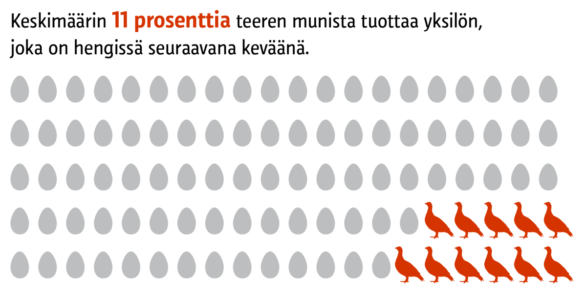 Kanalinnun alkutaival on karu. Yksitoista teerenmunaa sadasta tuottaa yksilön joka on hengissä vielä seuraavana keväänä.