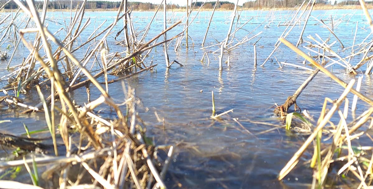Kuminapelto tulvii Kauvatsalla.