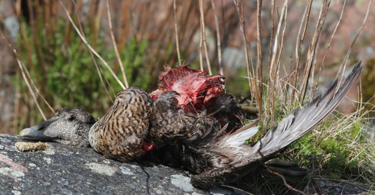 En bild på ett fågelkadaver. Fågeln är en ejder och ligger på ett berg. I bakgrunden syns gräs.