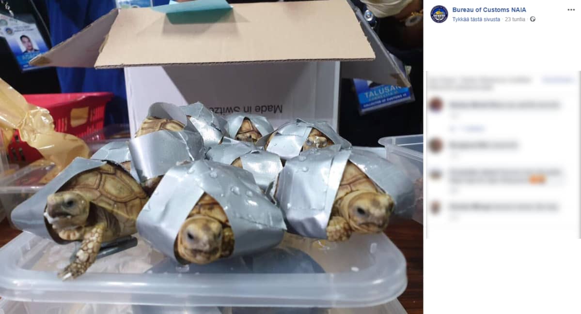 Yli tuhat kilpikonnaa yritettiin salakuljettaa Filippiineille Hongkongista.