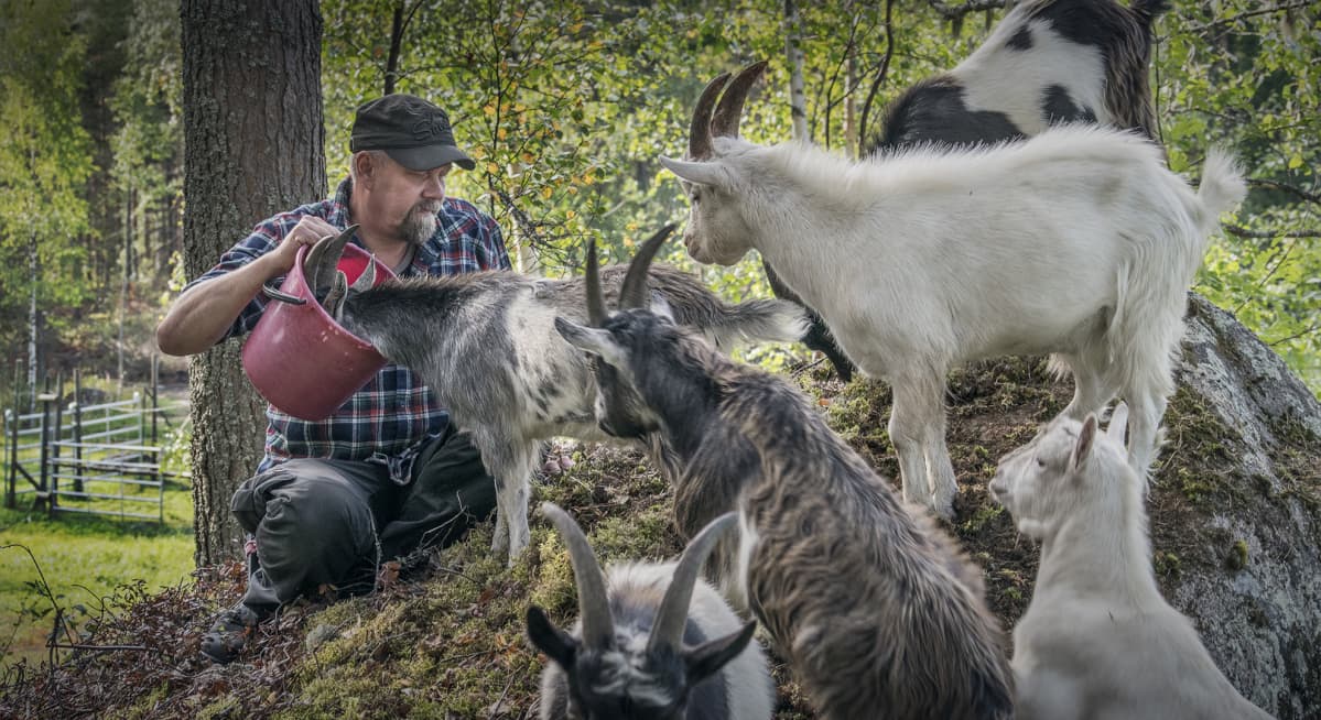 Mies ja vuohet kivellä