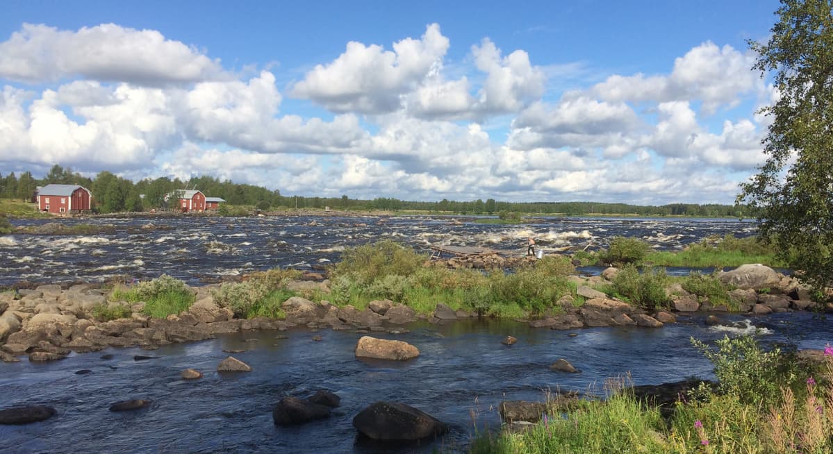 Tornionjoen Kukkolankoski, lippomies kävelee pois renkulta.