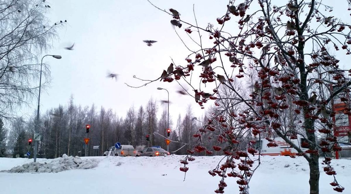 Tilhiä oululaisessa pihlajassa talvipakkasessa 2015.