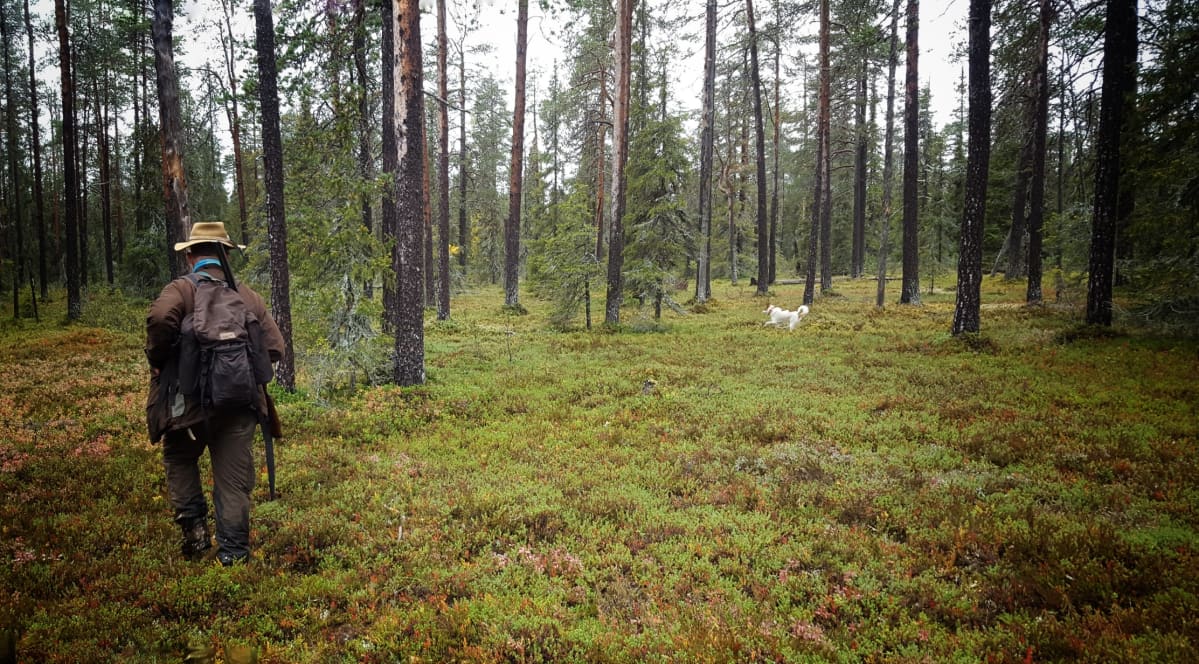 Kanalintumetsästystä pohjanpystykorvan kera Lapissa.