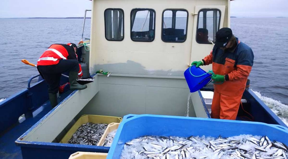 Päivän saalis saatiin kokoon kahdella vedolla. Kylmäketju alkaa jo heti pyynnin jälkeen jäittämällä saalis.