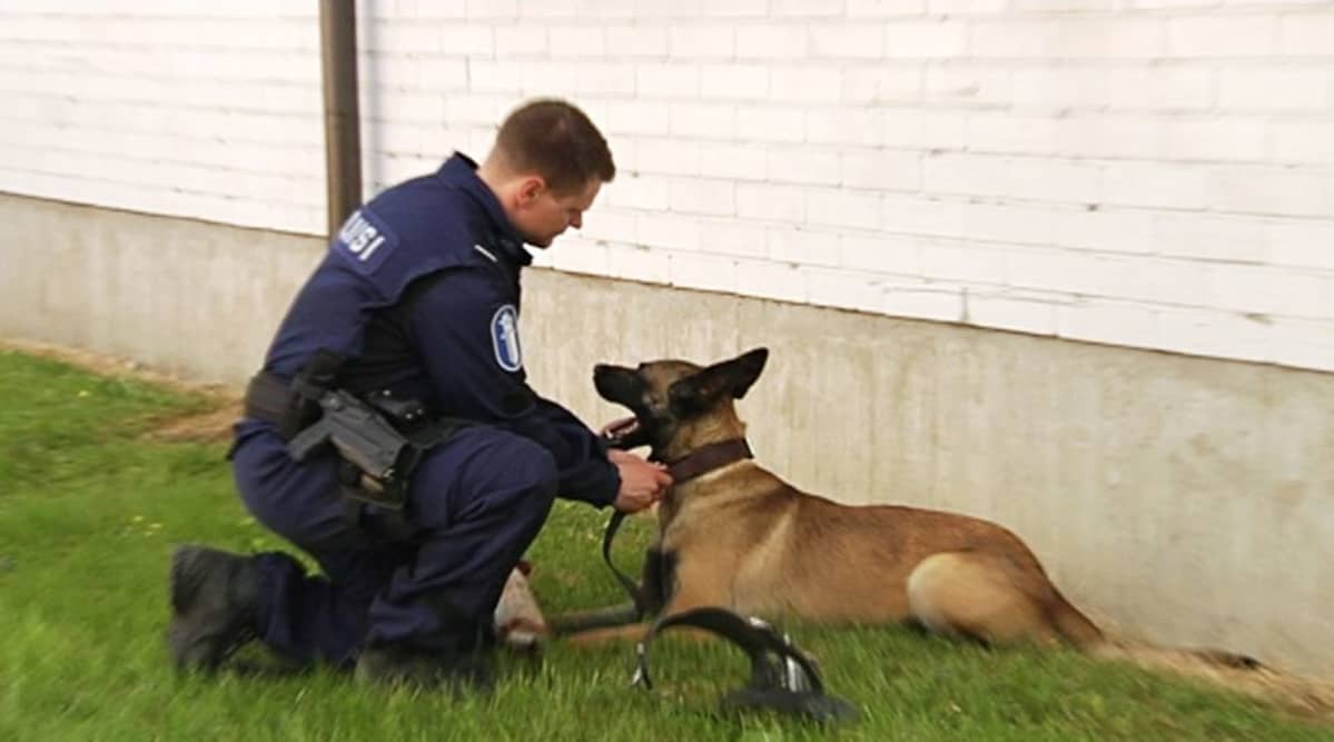 Poliisikoirat asuvat ohjaajiensa luona, joten vanhempi konstaapeli Kimmo Mäntynen ja Domi lähtevät töihin ja palaavat sieltä yhdessä.