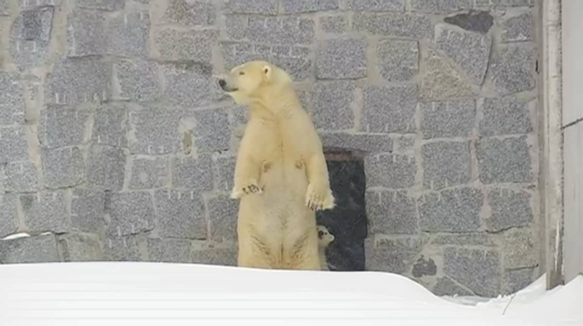 Jääkarhut ulkona.