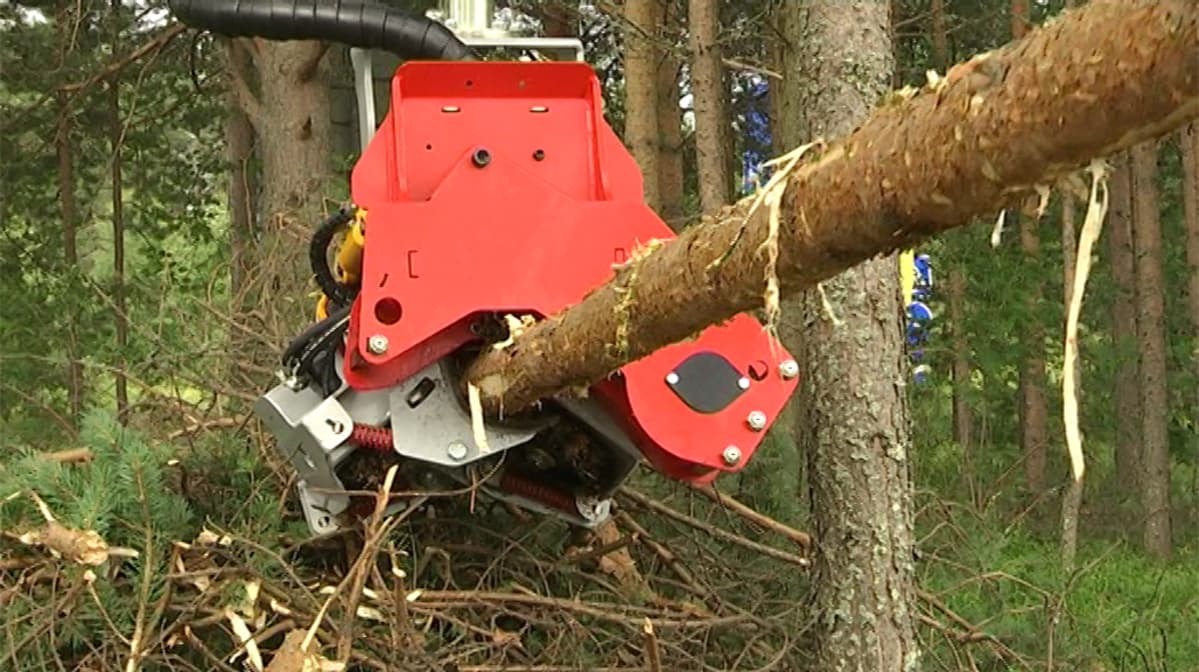 Metsäkoneen hakkuupää katkaisee puun runkoa