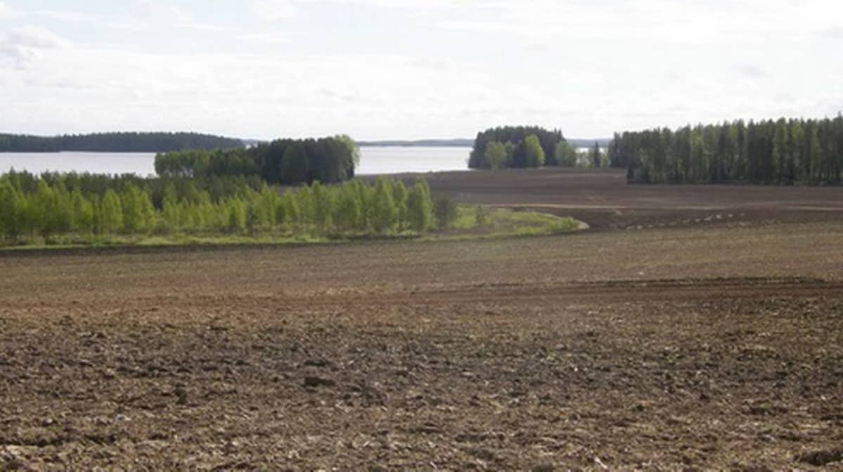 Peltoa Sotkamon Juholankylällä.