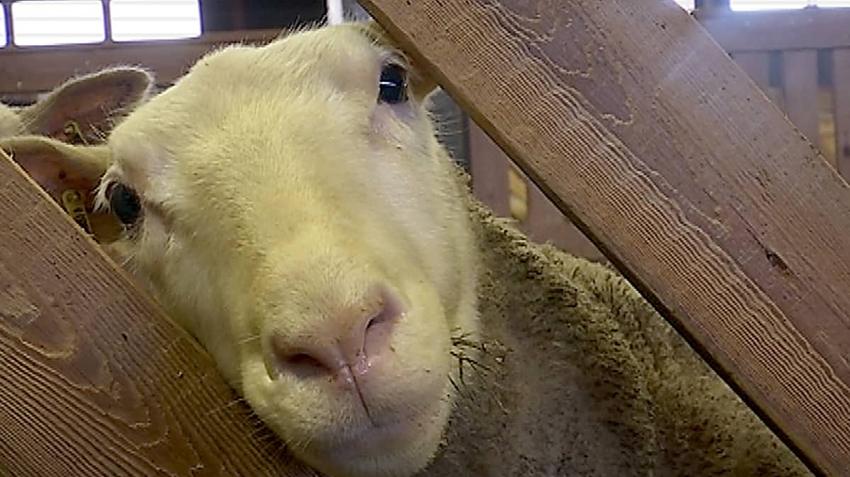 Lammas kurkistaa karsinan raosta.