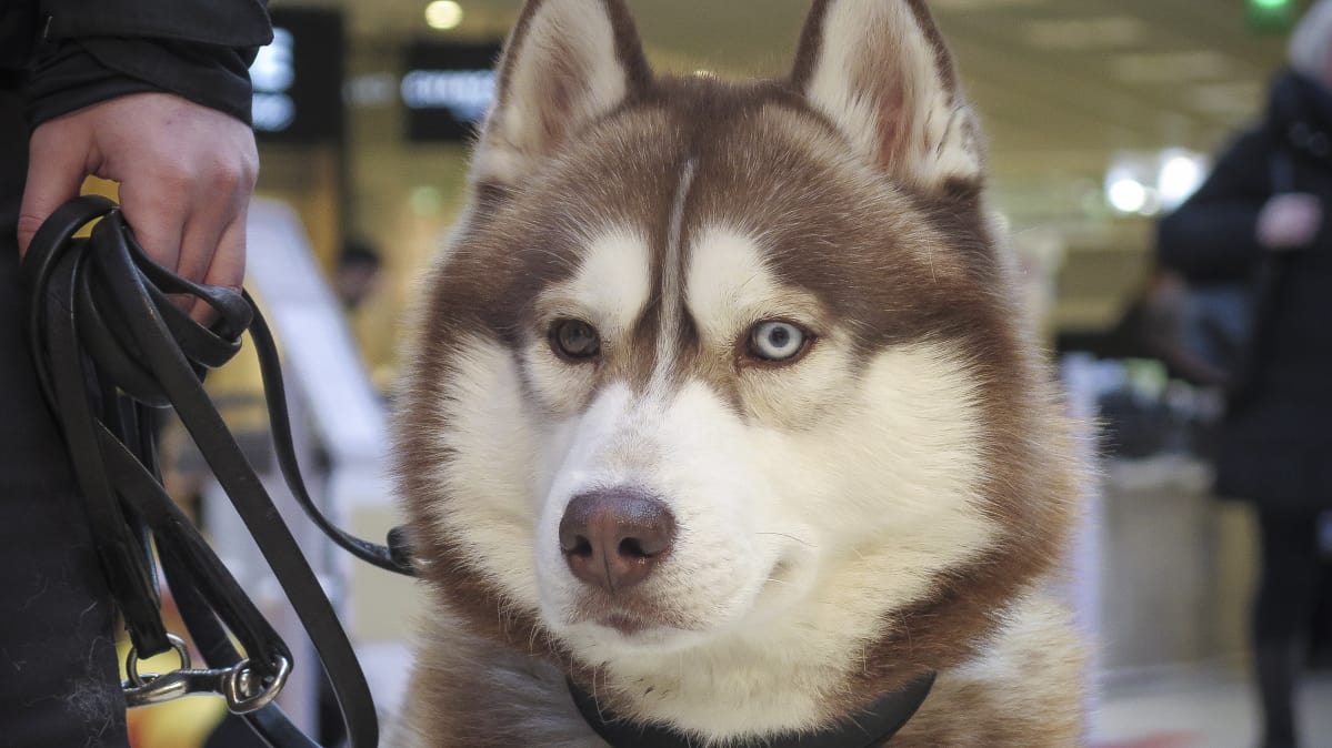 Husky-rotuinen koira kauppakeskuksessa Tampereella.