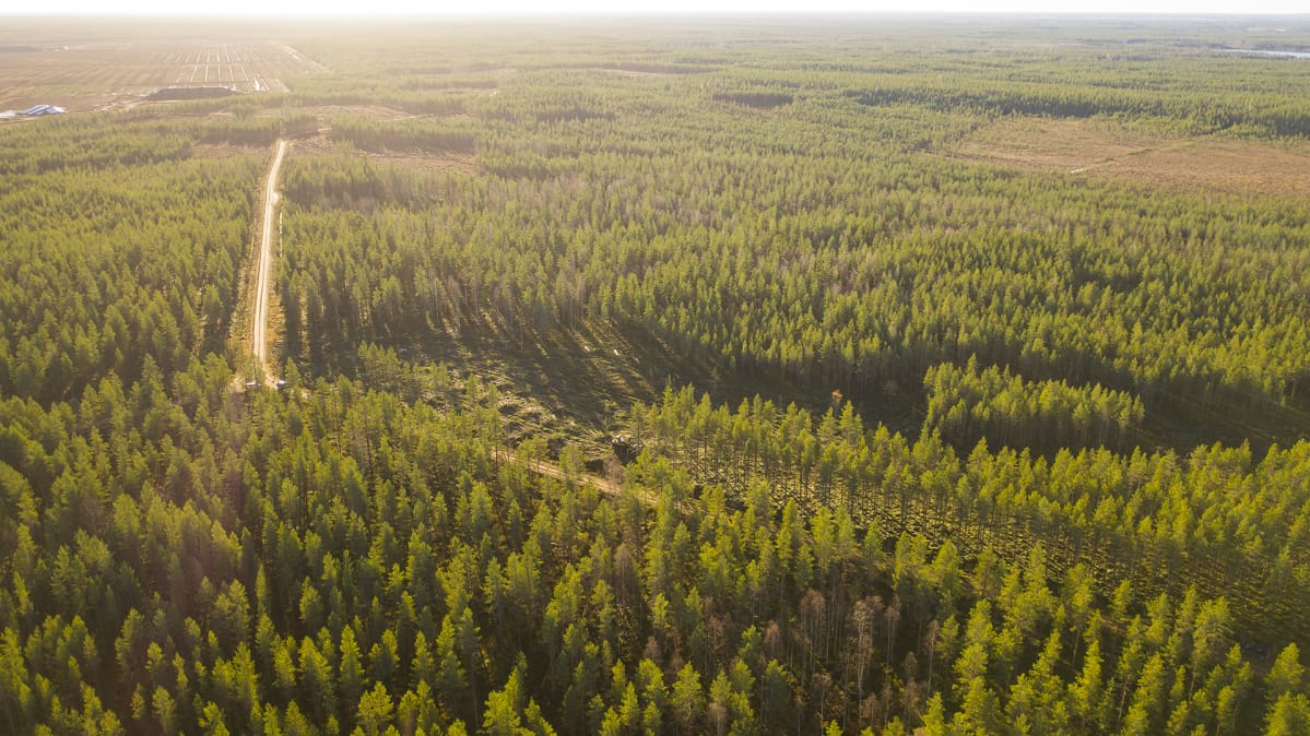 Metsää ilmakuvassa