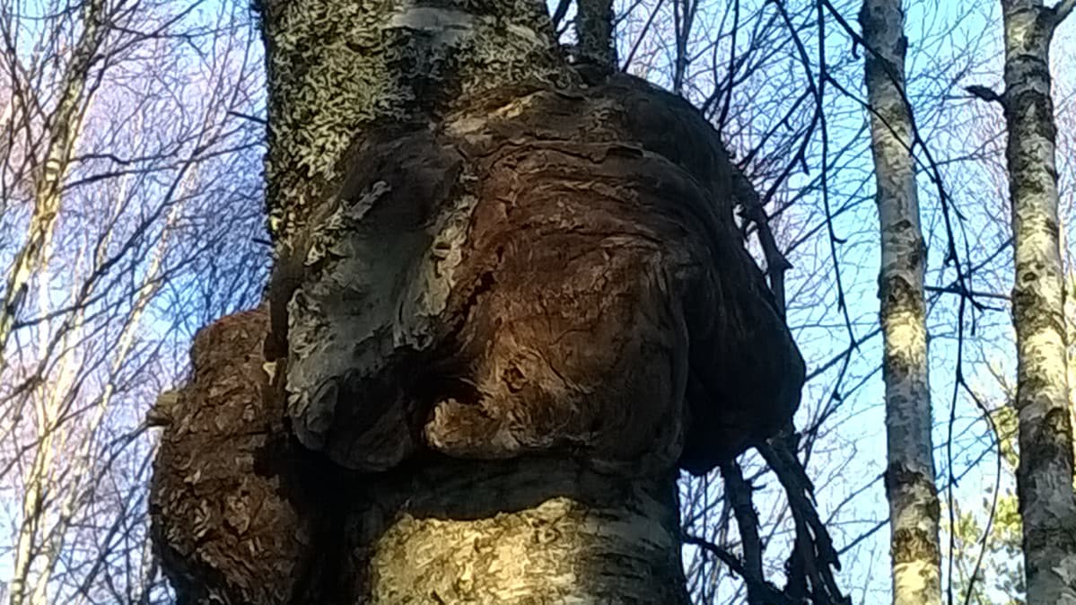 Koivun kyljessä kasvava pakurikääpä on arvostettu erikoissieni Aasiassa.