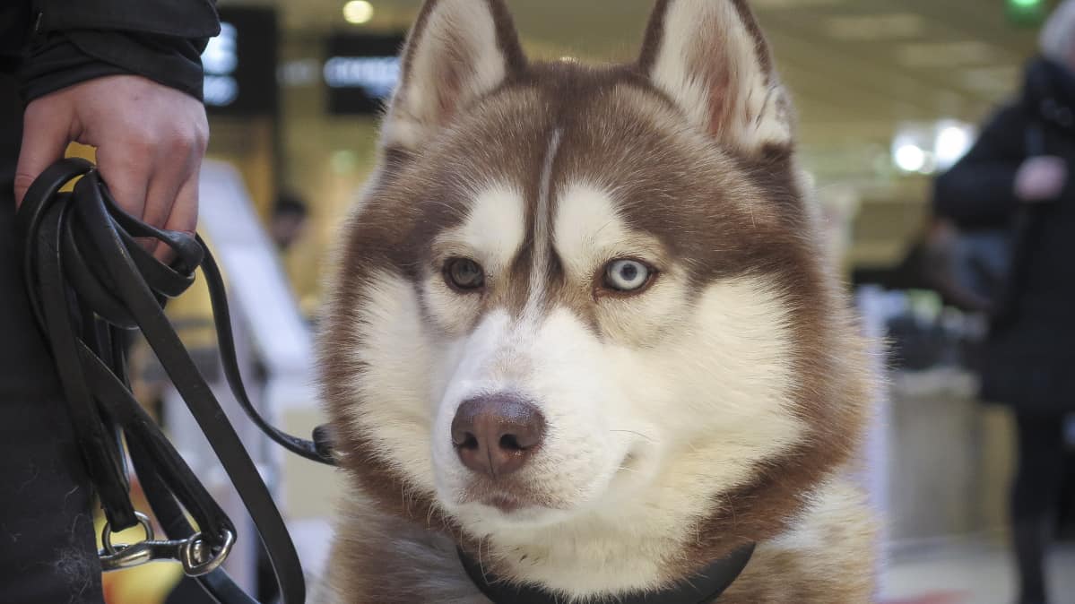 Husky-rotuinen koira kauppakeskuksessa Tampereella.