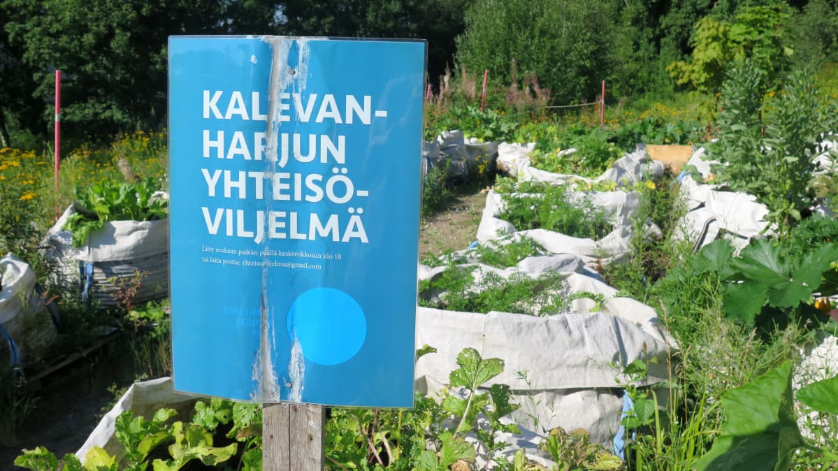 Kalevanharjun yhteisöviljelmä