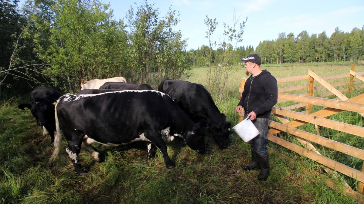 Jussi Rahikainen syöttää lehmiä rantalaitumella