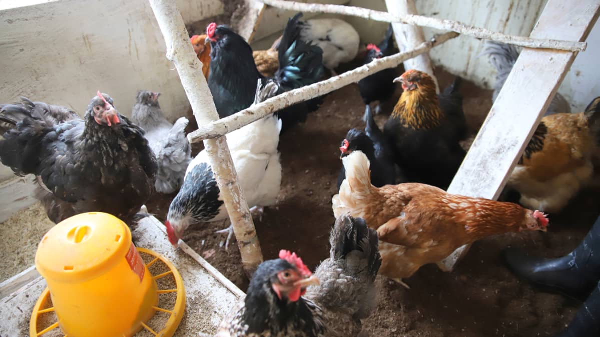 Kanojen hankkiminen oli alunperin Erika Väkiparran avomiehen idea. Erikaa hieman arvelutti, mutta siivekkäät kotkottajat veivät äkkiä sydämen ja ovat nyt tärkeitä perheenjäseniä. Laumasta löytyvät muun muassa Lumikki, Taikaviitta, Tiuhti ja Viuhti sekä Viiru ja Pesonen. Kukot Hedwig ja Musta Ritari johtavat joukkoa.