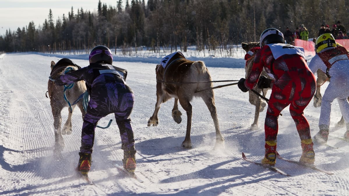 Poro cup osakilpailu Luostolla vuonna 2012.