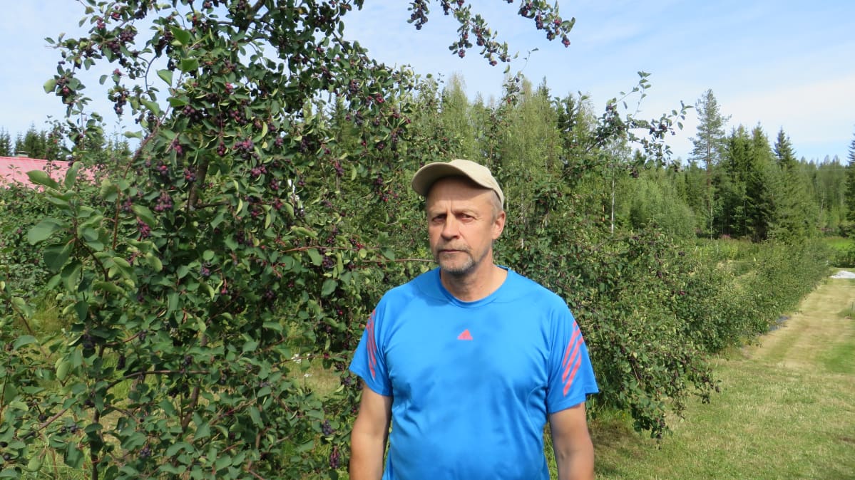 Siilinjärveläinen saskatooniin viljelijä Kari Roivainen