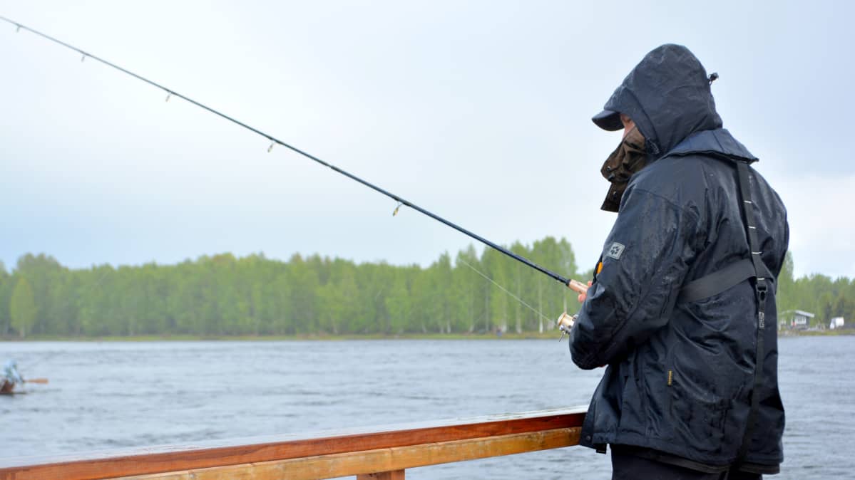 Kalastaja Torniossa Kukkolankoskella.