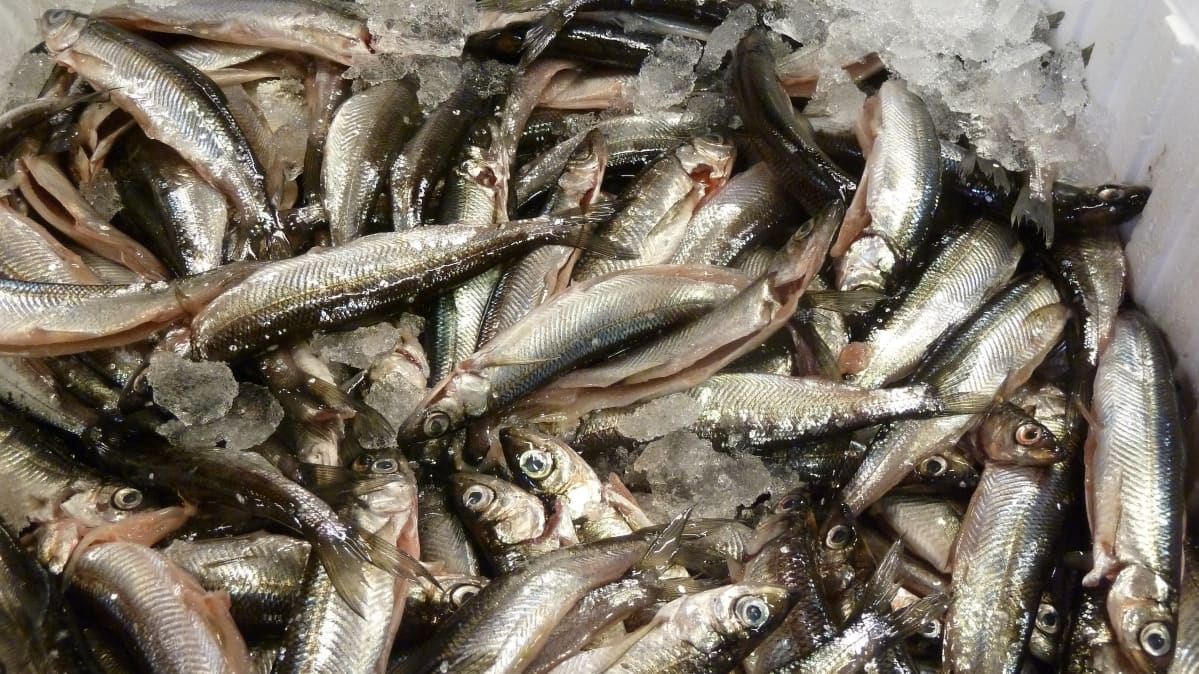 Perattuja muikkuja Lappeenrannan kauppahallissa.