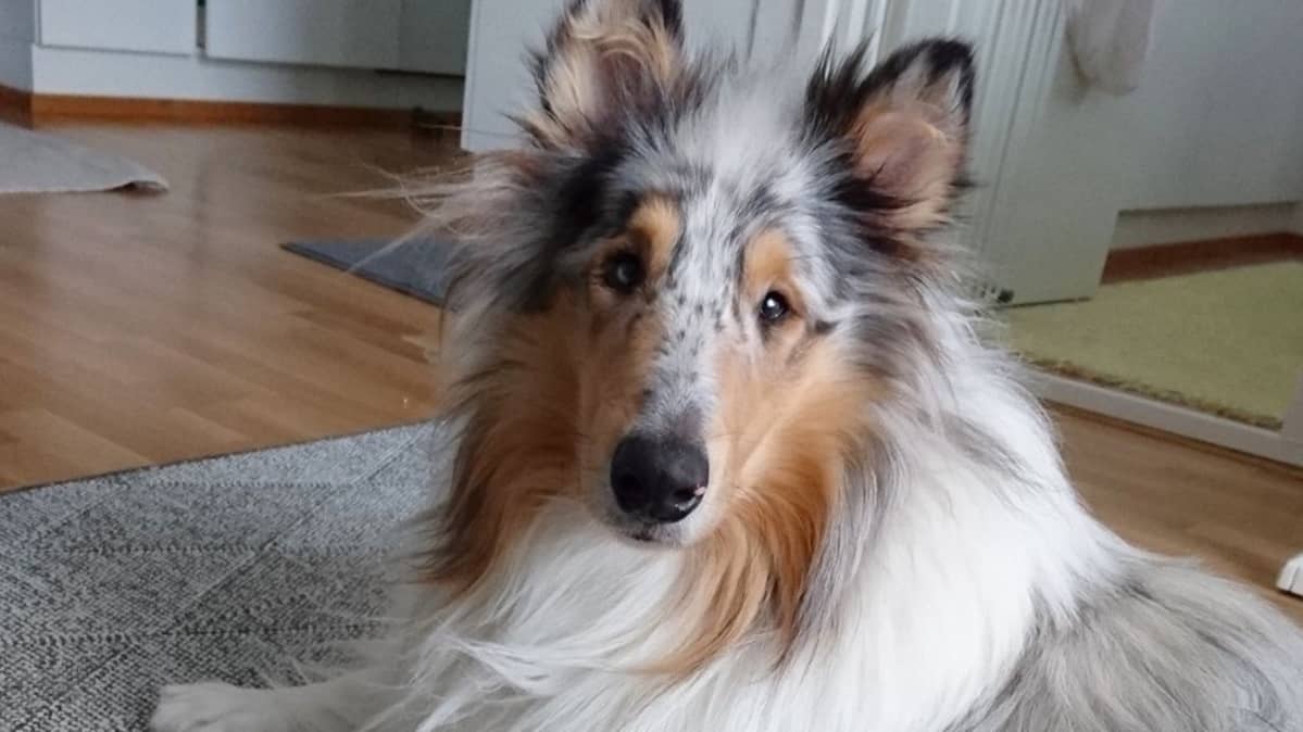 Miia Leskisen blue merlen värinen Lassi-collie makaa matolla ja katsoo kameraan korvat pystyssä.