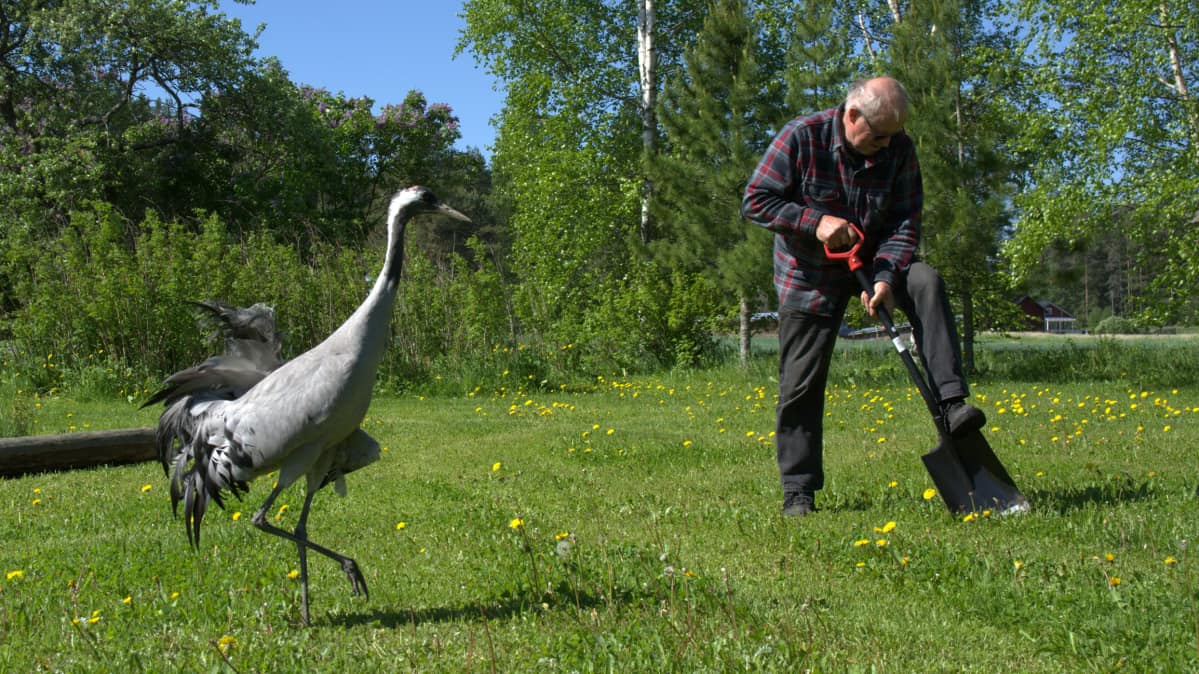 Kurki seuraa kun mies kaivaa lapiolla maata.